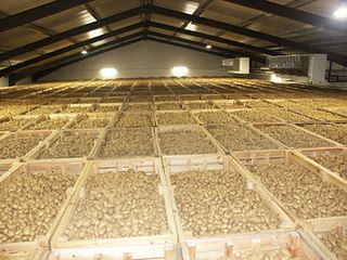 Conservation des pommes de terre