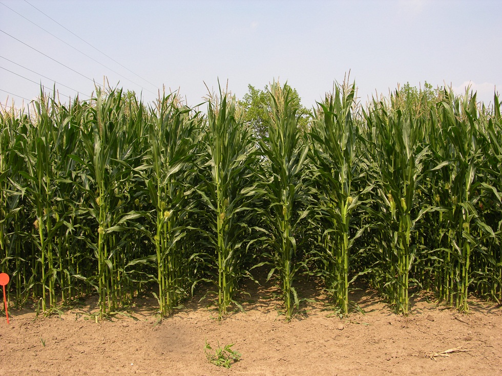 Avis PR38N86 de la marque Pioneer Variétés de maïs mixte